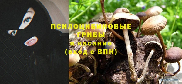 прущие грибы Чекалин